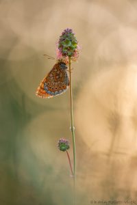 eu_aurinia_265239