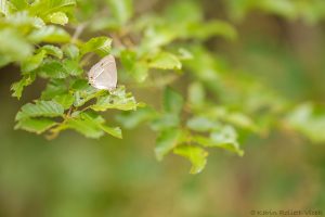 f_quercus_267914