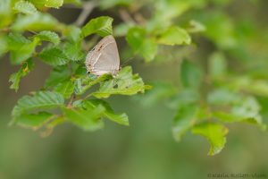 f_quercus_267924