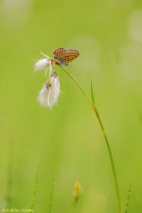 Lycaena helle / Blauschillernder Feuerfalter