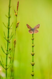 Lycaena helle / Blauschillernder Feuerfalter