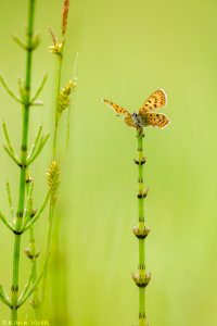 Lycaena helle / Blauschillernder Feuerfalter