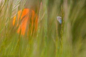 Polyommatus icarus / Hauhechel-Bläuling