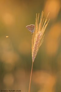 Polyommatus icarus / Hauhechel-Bläuling