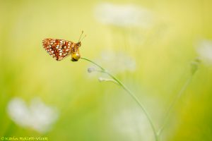 m_diamina_260046
