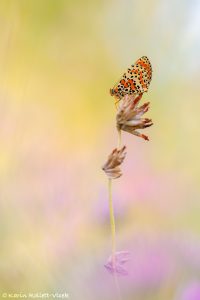 m_didyma_267824