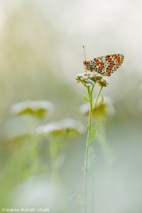 m_didyma_267882
