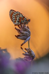m_didyma_269272