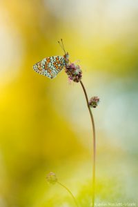 m_phoebe_263244