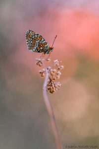 m_phoebe_265413