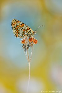 m_phoebe_268556