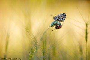 nym_cinxia_266341