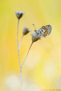orion_250066