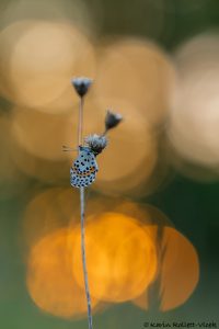orion_258686