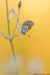 orion_265507