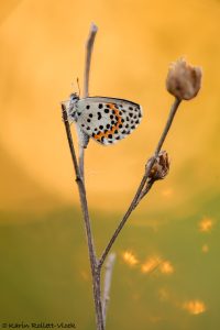 orion_265533