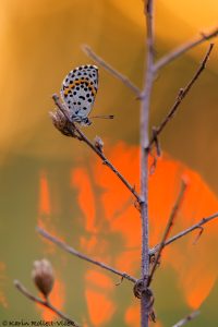 orion_265567