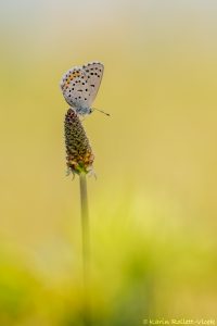 p_vicrama_256362