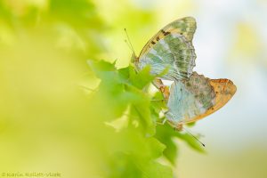 Argynnis paphia / Kaisermantel
