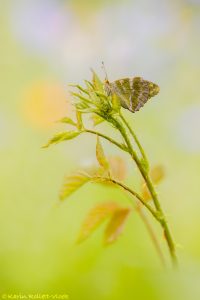 Argynnis paphia / Kaisermantel