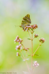 Argynnis paphia / Kaisermantel