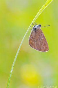 Phengaris nausithous / Dunkler Wiesenknopf-Ameisenbläuling