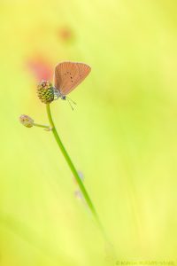 Phengaris nausithous / Dunkler Wiesenknopf-Ameisenbläuling
