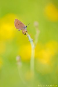 Phengaris nausithous / Dunkler Wiesenknopf-Ameisenbläuling