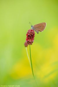 Phengaris nausithous / Dunkler Wiesenknopf-Ameisenbläuling