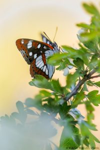 Limenitis reducta / Blauschwarzer Eisvogel