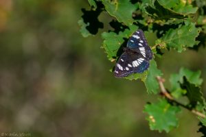 Limenitis reducta / Blauschwarzer Eisvogel