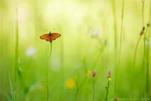 Boloria selene / Braunfleckige Perlmuttfalter