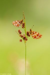 Boloria selene / Braunfleckige Perlmuttfalter