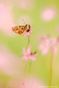 Boloria selene / Braunfleckige Perlmuttfalter