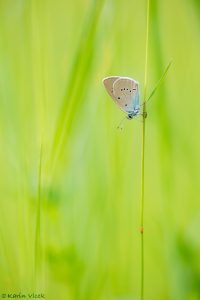 Cyaniris semiargus / Rotklee-BläulingCyaniris semiargus / Rotklee-Bläuling