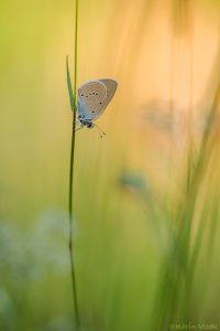 Cyaniris semiargus / Rotklee-Bläuling