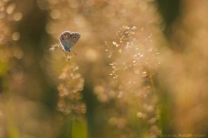 Polyommatus thersites / Kleiner Esparsetten-Bläuling