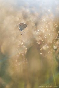 Polyommatus thersites / Kleiner Esparsetten-Bläuling