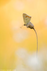 Lycaena tityrus / Brauner Feuerfalter
