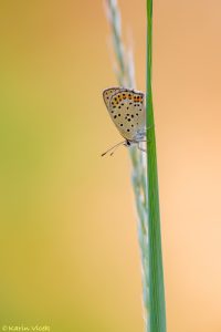 Lycaena tityrus / Brauner Feuerfalter