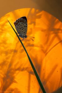 Lycaena tityrus / Brauner Feuerfalter