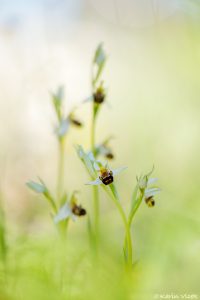 apifera_266296