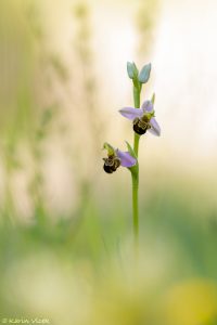 apifera_267581