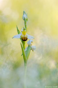 apifera_bicolor_266832