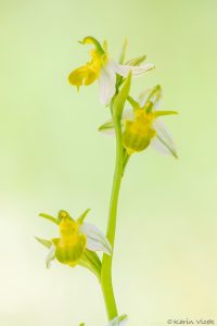 apifera_chl_265685