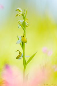 apifera_chl_265754