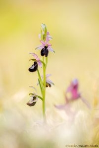 bertolonii_264184