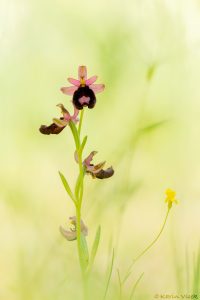 bertolonii_266525