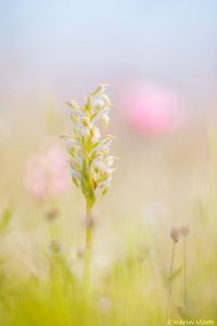 coriophora_fragrans_266632