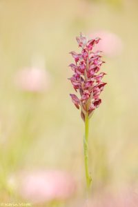 coriophora_fragrans_266684